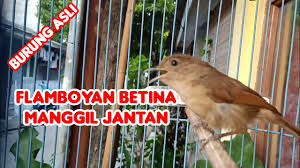 Burung flamboyan burung flamboyan gacor dan rajin bunyi adalah idaman semua orang, cara merawat burung flamboyan agar rajin bunyi, buka paruh dan tidak bisu teentu memerlukan beberapa media. Pancingan Flamboyan Betina Cocok Buat Pikat Dan Masteran Bird Song Youtube
