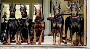Henson's has been breeding doberman pinscher puppies for more than 40 years. Valor Dobermans Of Nc Request Information Pet Breeders 10 Bullens Creek Dr New Bern Nc Phone Number