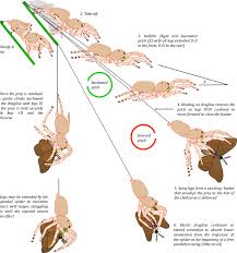 These spiders live mostly underground, creating a dirt 'trapdoor' to the surface. General Features Of Ranged Predatory Jumps By Phidippus Jumping Download Scientific Diagram