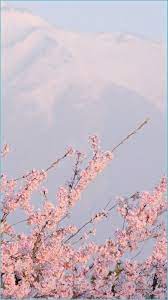 Check spelling or type a new query. Free Download Sakura Wallpaper Tumblr Aesthetic Backgrounds Pastel Pink 1047x1862 For Your Desktop Mobile Tablet Explore 32 Aesthetic Backgrounds Aesthetic Wallpaper Aesthetic Wallpapers Cute Aesthetic Wallpapers