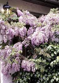Wisteria Plant Encyclopedia Bhg Com Wisteria Plant Plants Wisteria Garden