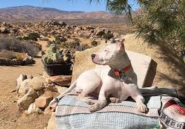 Maybe you would like to learn more about one of these? The Truth About The White Pitbull An In Depth Guide