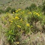 Image result for Psiadia punctulata