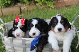 Being centrally located in the midwest, we are less than an hour from st. Bernedoodle Acres Mini Bernedoodle Puppies