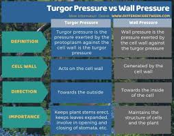 Maybe you would like to learn more about one of these? Difference Between Turgor Pressure And Wall Pressure Compare The Difference Between Similar Terms