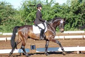 Widest selection of essential equine supplies at affordable prices Pferdelexikon Und Definitionen Equidan Das Kostenlose Online Pferdespiel