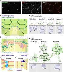 We did not find results for: Tricellular Junctions How To Build Junctions At The Trickiest Points Of Epithelial Cells Molecular Biology Of The Cell