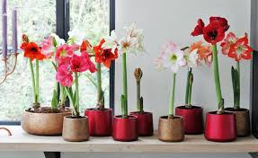 Ist die amaryllis verblüht, solltest du den ritterstern zurückschneiden, damit er nächstes jahr wieder blüht! Amaryllis Richtig Giessen So Wird S Gemacht Amaryllis Kubelpflanzen Pflanzen
