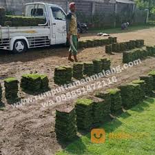 Jual rumput gajah mini murah, harga beli terbaik, berbagai pilihan, beli murah langsung dari distributor,supplier, pabrik dan toko di indotrading.com Beli Rumput Jepang Kudus Kwalitas Nomer 1 Blitar Jualo