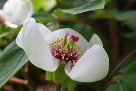 Image result for Dalbergia obovata