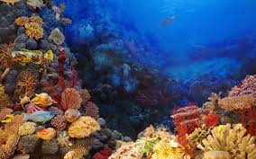 Fonds D Ecran Aquarium Poissons Gratuits De noel gratuit et animé,fond d'écran animé fete de noel. fonds d ecran aquarium poissons gratuits
