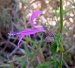Image result for Dicliptera swynnertonii