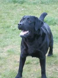 Wishstone Good As Gold 1 Year Old Puppies Dog Pictures Labrador Retriever