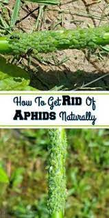 Have Aphids Taking Over Your Garden Yard And Wondering How To Naturally Take Care Of Them Check Out These Tips On Ho Get Rid Of Aphids Aphids Aphids On Plants