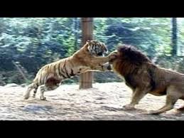 However, alone and at night the lion will have a strong advantage. Lion Vs Tiger Real Fight To Death New Original Video Hd Youtube
