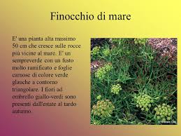 Pianta originaria della cina e importata anche in europa grazie alla sua adattabilità ai climi temperati,. La Flora Ppt Scaricare