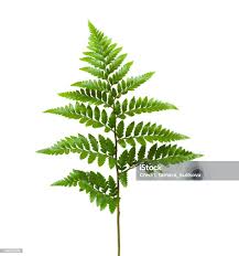 Image result for Rumohra adiantiformis