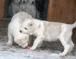 Alabai Alabay Turkmen Coban Kopekleri Visne Co Dogs Cute Animals Animals