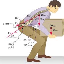 Posture And Forces Physics Joint Muscle
