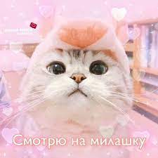 pikchi lyubov koshachi memy smeshnye gifki milye kotiki