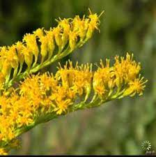Nebraska Kentucky State Flower Goldenrod Omg My Eyes Are Burning Just Thinking About This One Fall Allergies Kentucky State Flower Planting Flowers