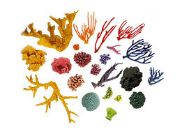 We did not find results for: Artificial Coral Inserts Ocean Aquaria Custom Designs