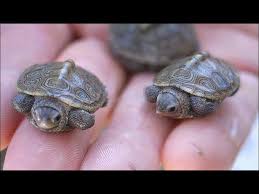 Don't go into the situation with false expectations. Top 10 Exotic Low Maintenance Cool Pets Youtube