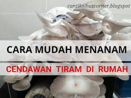 Ramai yang ingin belajar cara tanam cendawan yang betul. Cara Mudah Menanam Cendawan Tiram Kelabu Di Rumah Cantik Sihat Corner