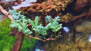 Image result for Neptunia oleracea