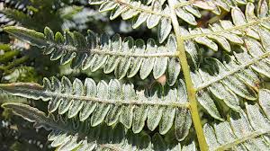 Image result for Pteridium aquilinum