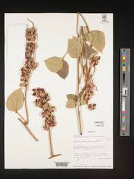 Image result for Rhynchosia holstii