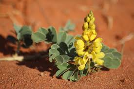 Image result for Senna italica