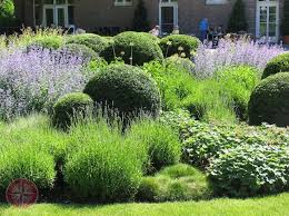 Ein Schones Schattenspiel Ergibt Sich Bei Dieser Uberwiegend Kugeligen Bepflanzung Mit Eibe Lavendel Frauenmantel Gra Garten Bepflanzung Abschussiger Garten