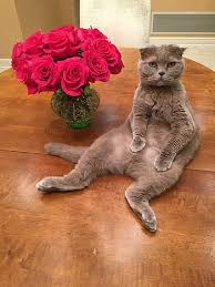 The scottish fold is quite a unique looking, medium sized cat with their curled back ears and large, brilliant eyes. Royalty Free Scottish Fold Photos Free Download Pxfuel