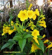 Maybe you would like to learn more about one of these? View Picture Of Yellow Bells Trumpet Flower Gold Star Tecoma Stans At Dave S Garden All Pictures Are Cont Plants Esperanza Plant San Diego Botanic Garden