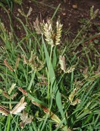 Image result for Eleusine kigeziensis