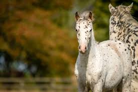 Вигго мортенсен, эд харрис, рене зеллвегер и др. 20 Gorgeous Images Of Appaloosa Horses To Make Your Day