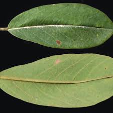 Image result for Baphia massaiensis