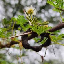 Image result for Acacia tortilis