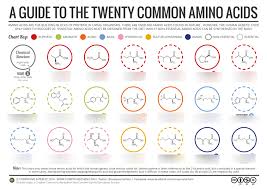 amino acids diagram diagram quizlet