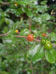 Image result for Streblus