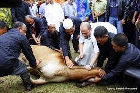Hari raya aidilfitri is a holiday which is celebrated in indonesia, malaysia, singapore, philippines, and brunei, and celebrates the end of ramadan. Perayaan Aidiladha Cikgupsk