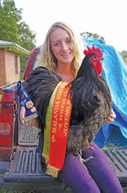 Purebred poultry auction something to crow about
