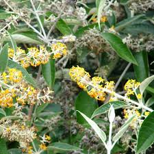 Image result for Buddleja madagascariensis