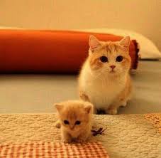 Start shopping pets for less today and grab a screamin' good deal. Cute Cats On Sale Cute Cats Baby Cute Cats And Kittens Kittens Cutest Cute Animals