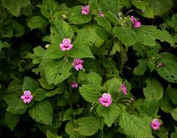 Image result for Impatiens sylvicola