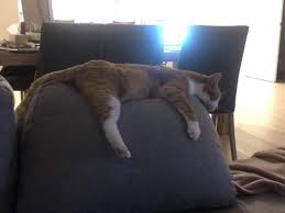 If you adopted your cat through a rescue group, contact them again. Am I A Bad Person For Wanting To Put My Cat Up For Adoption