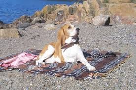 Image result for švycký honič