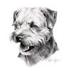 Border terrier is a loyal, fearless, alert, active, agile and boisterous dog. 1