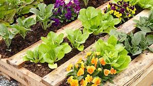 An old wooden pallet makes a great base for all kinds of diy projects, including turning it into a garden. Diy Pallet Raised Garden Bed Garden Gate
